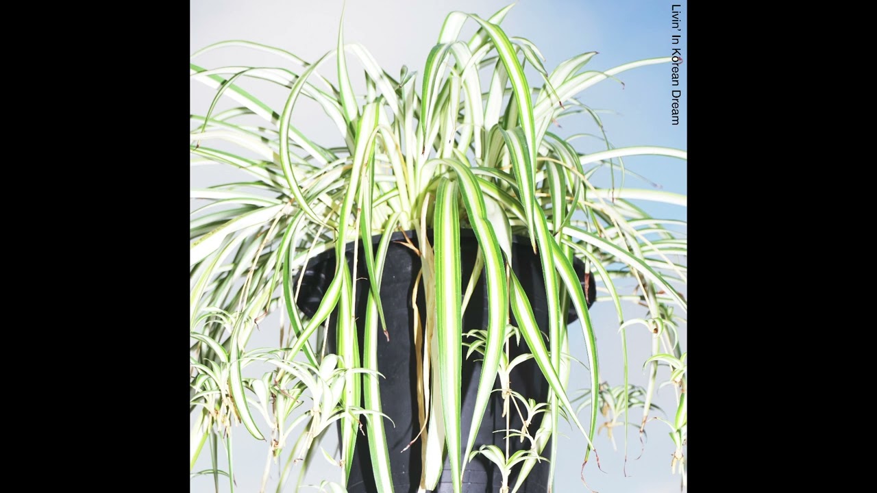 在 YouTube 上觀看「이강승(LEE KANG SEUNG) - 단잠 ease」 在 YouTube 上觀看「이강승(LEE KANG SEUNG) - 단잠 ease」