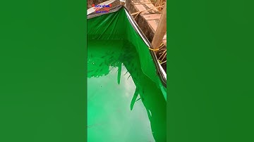 Thử nghiệm nuôi cá rô trong bể bạt như thế nào?