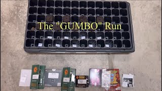 2024 Indoor Grow From Seed to Seedling | Ep 1 "Gumbo Run"