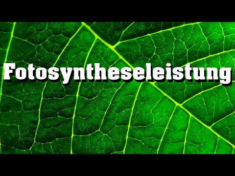 Video: Welche Rolle spielt die Lichtintensität bei der Photosynthese?