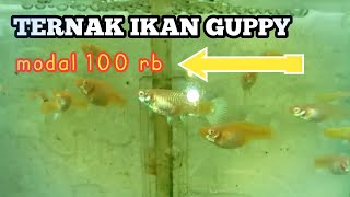 Ternak ikan guppy modal 100 rb