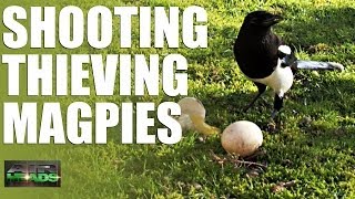 AirHeads  Shooting Thieving Magpies (episode 6)