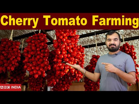 Cherry tomato Farming | पूरे साल होने वाला टमाटर | Minimum
