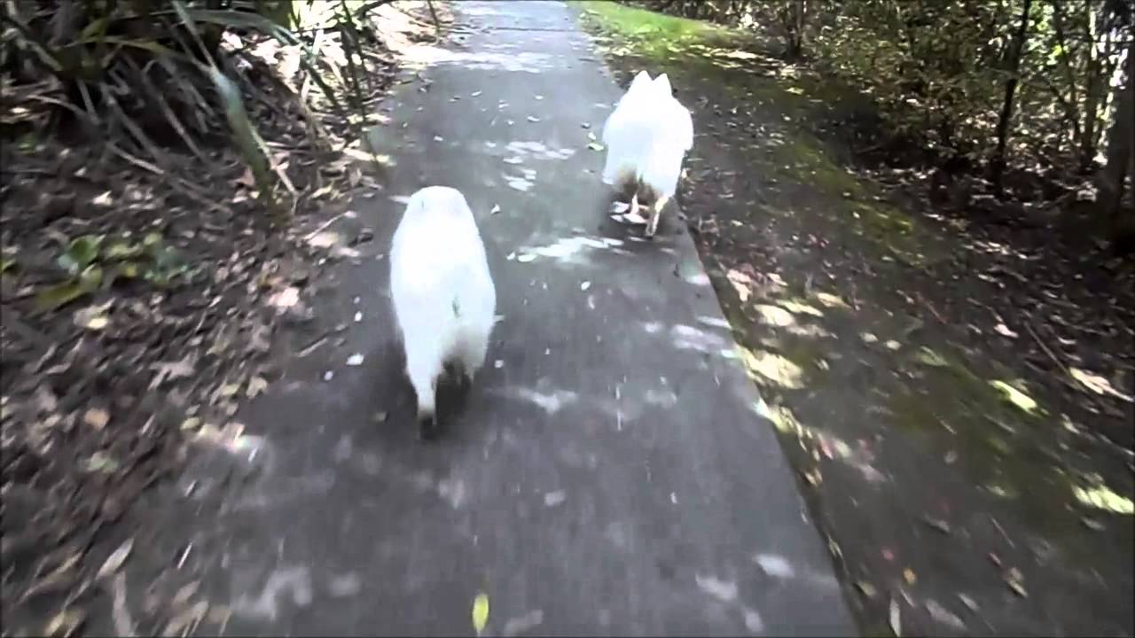 Japanese spitz Puppy 