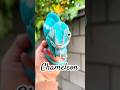 Chameleon #fyp #youtubeshorts #animals #facts #chameleon #nature #viral #cute