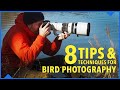 Elevate your bird photography with these 8 tips and techniques