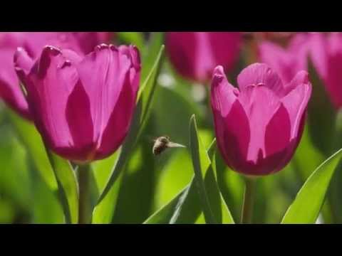Backburner Video