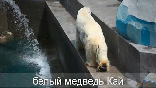 Белый медведь Кай пострадал по Герде, а затем решил охладиться в прозрачной, хрустальной воде.