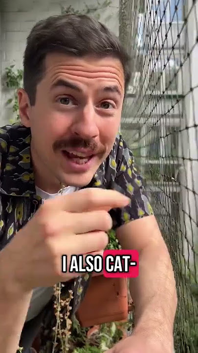 THIS is why adopting a cat in Germany is SO different from the U.S.