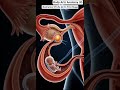 Illustration of life at it's first stage | Gut Health | Body Arts Anatomy 3D