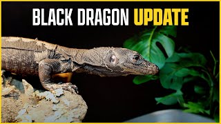 Black Dragon REACTS to New Enclosure!  NERD Water Monitor Update
