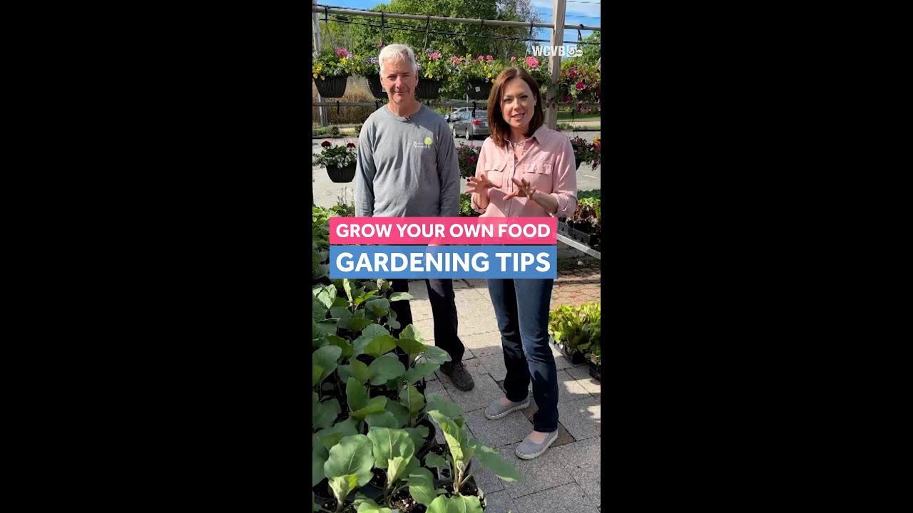 Growing your own food: Fruit, vegetable garden tips - YouTube