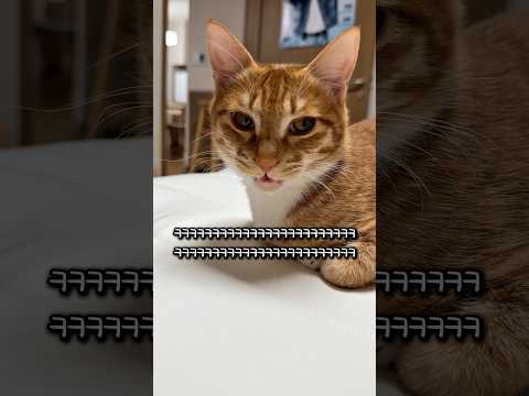 충격에 빠진 고양이