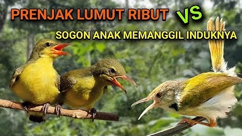 Suara pikat sogon anakan kombinasi prenjak lumut ribut. Cocok untuk memikat sogon yang susah turun.