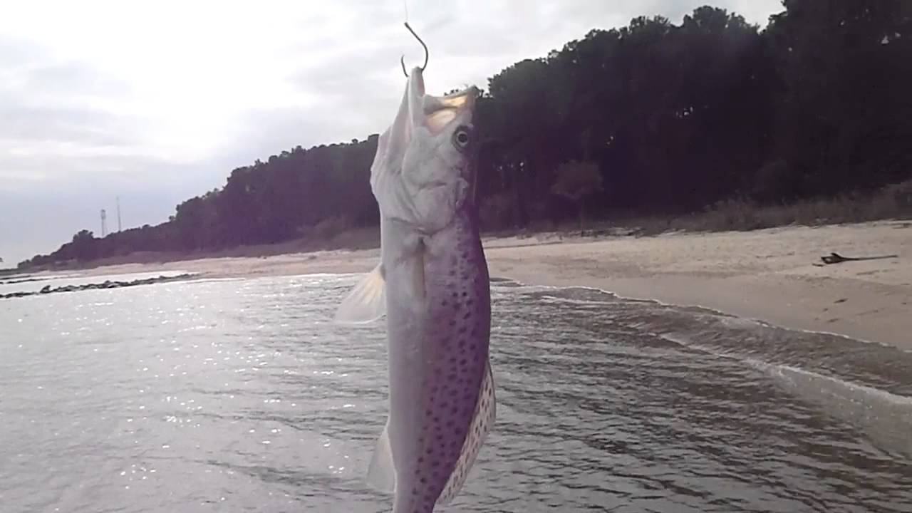 Speckled trout at point lookout state park. YouTube