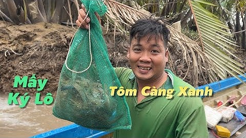Lâu lắm rồi mới mò Tôm Càng Xanh trúng mánh mấy ký lô | Cù Lao Dung Vlogs