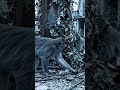Without Humans: The Zoo