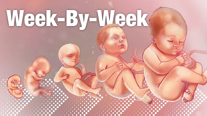 Pregnancy Week-By-Week 🌟 Weeks 3-42 Fetal Development 👶🏼 - DayDayNews