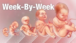 Pregnancy Week-By-Week 🌟 Weeks 3-42 Fetal Development 👶🏼