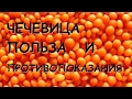 Чечевица. Польза и вред.