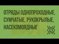 Класс млекопитающие. Отряды Однопроходные, Сумчатые, Насекомоядные и Рукокрылые. Видеоурок