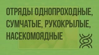 Класс млекопитающие. Отряды Однопроходные, Сумчатые, Насекомоядные и Рукокрылые. Видеоурок