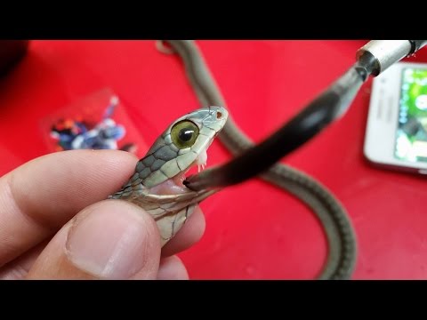 Why Boomslang Snake Venom Makes You Bleed From Your Eyes.