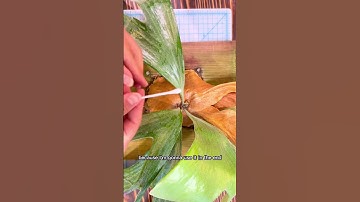 How to get rid of mealybugs on houseplants #mealybug #houseplants #plantcare #pestcontrol