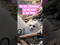 American Eskimo Pet Influencer Summer Walk Essentials 😎🐾 #dogshorts