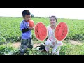 Watermelon farm season in my village is coming again  prepare food for family lunch