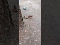 Is a pigeon and a squirrel friends?
