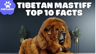 Tibetan Mastiff  Top 10 Facts | Dog Facts