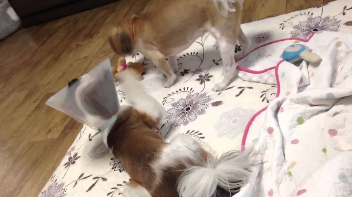 Shih Tzu GGung & SSong 353