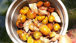 HUNTING SNAILS! Hunting Snails And Finding Rice Conch (Keong Mas)