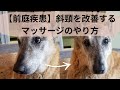 【老犬の前庭疾患】斜頸を改善するマッサージのやり方 How to Massage a Senior Dog with Tilted Neck Due to Vestibular Disease