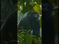 Gorilla steals TalonOutdoors shoes. #gorilla #jungle #wildlife #rainforest