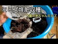 ミミズ堆肥と赤ちゃんミミズの大発生