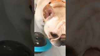 Flying Saucer Pet's Toy