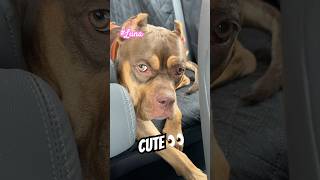 The Most Cutest Dog . She Was Waiting For Her Papa And Feeling Sleepy