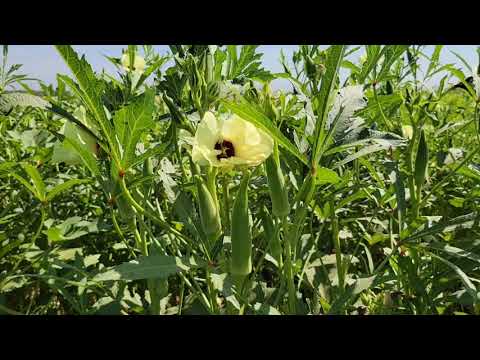 Video: Kho Mob Okra Seedling - Yuav Ua Li Cas Thaum Okra Seedlings Tuag