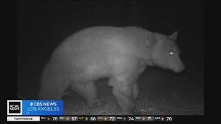 Researchers hoping to learn from BB-12, only known black bear in Santa Monica Mountains