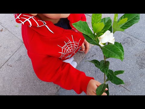Video: Ortak Gardenya Çeşitleri - Farklı Gardenya Çalı Türleri