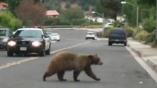 Neighborhood Bear by Jeff Blyth 2,088 views 7 years ago 1 minute, 27 seconds