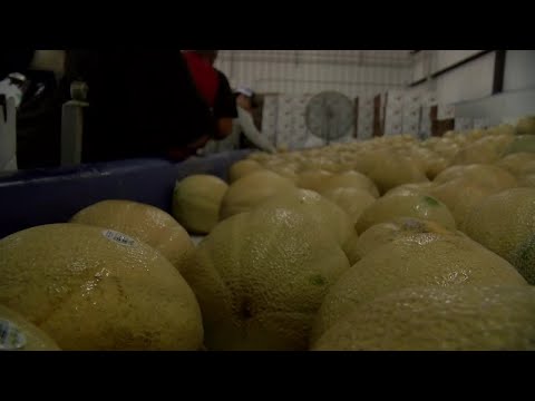 Rocky Ford Melon Processing