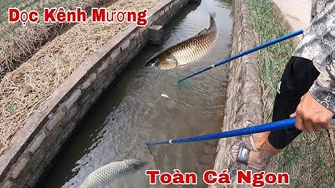 Kích Cá Dọc Kênh Mương Toàn Cá Đồng To Ngon