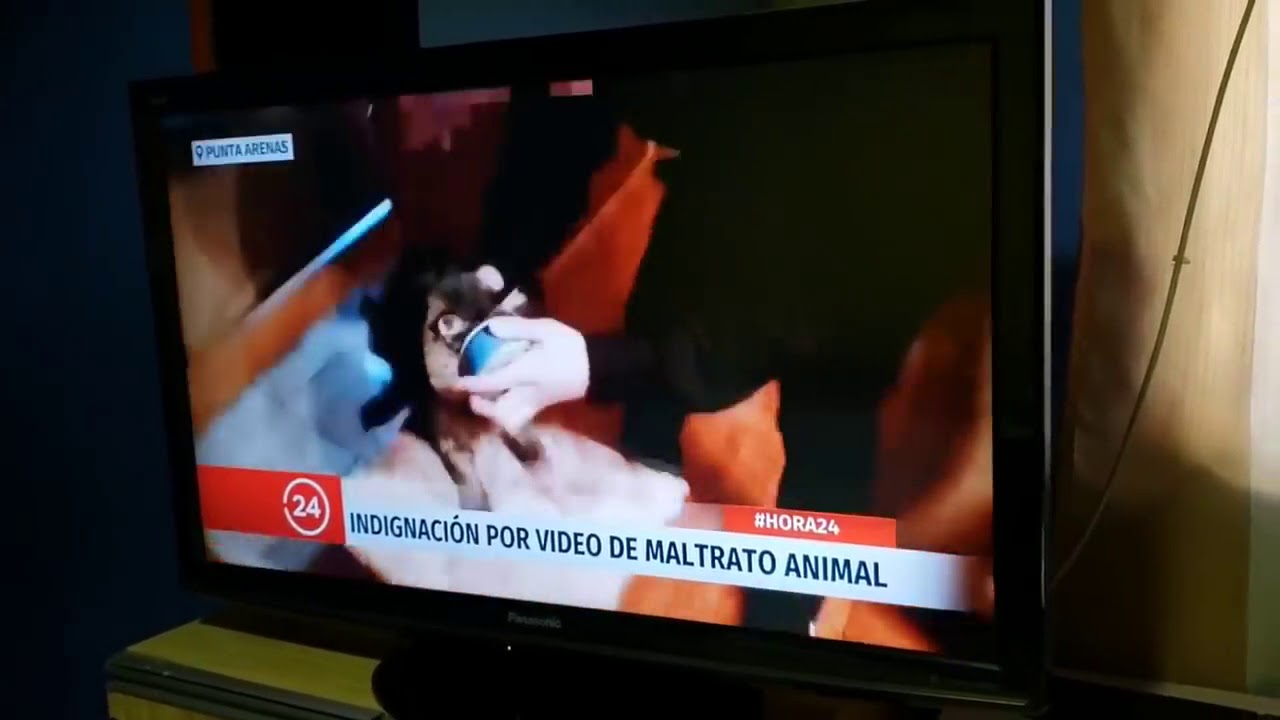 Peluchin Entertainment Mata A Su Gato Video Completo