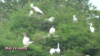 Two Days at the Hidden Cypress Rookery. Wood Storks and Great Egret Caring for the Hatchlings.