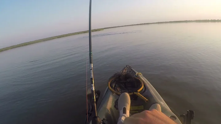 School of Tailing Redfish in Freeport Texas