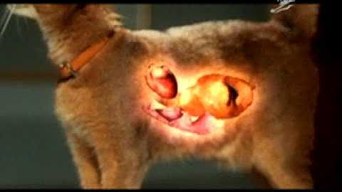 Síminn Mobile Collect Service: The Cat (2008)