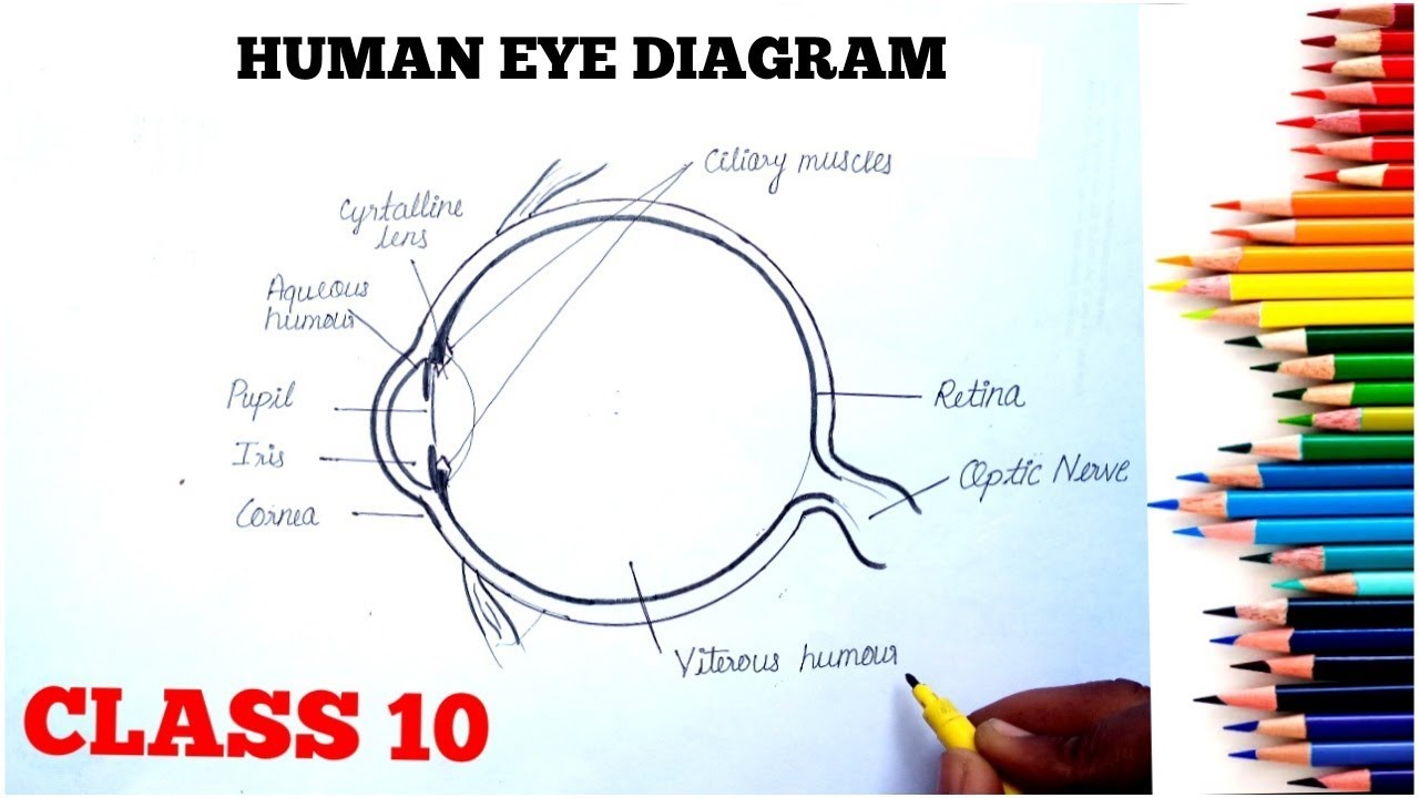 How to draw human eye diagram step by step ll human eye diagram ll easy